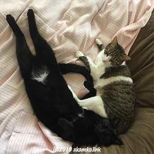 白パンツを履いたねこ