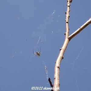 梅の木の梢のジョロウグモ