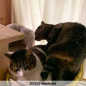 小さなザルに2匹の猫