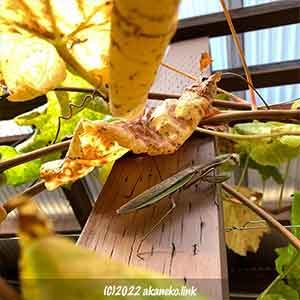 ウッドデッキのカマキリ