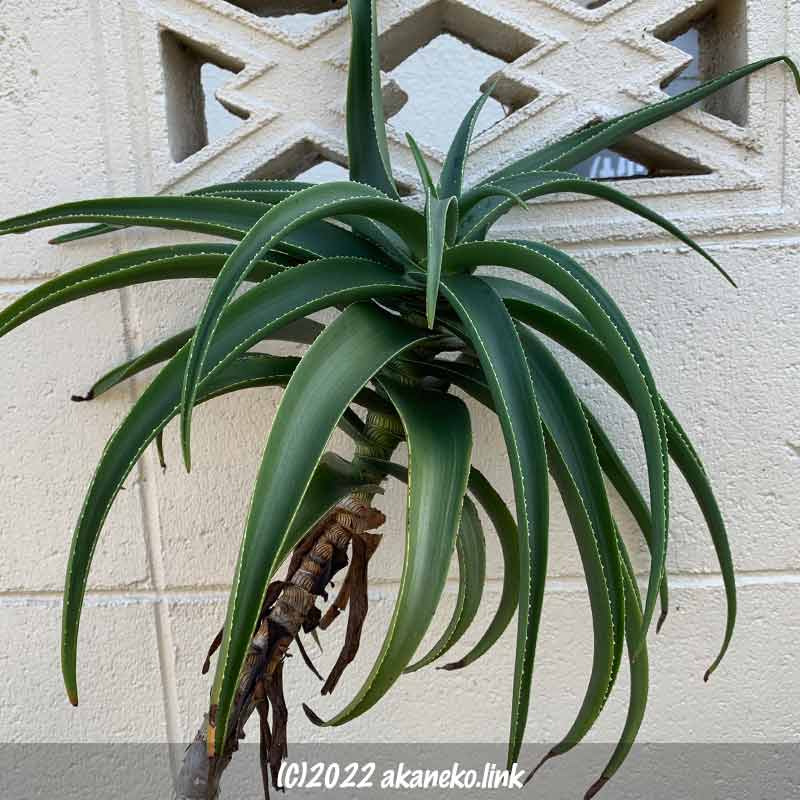 アロエ・ストリアツラ：Aloe striatula