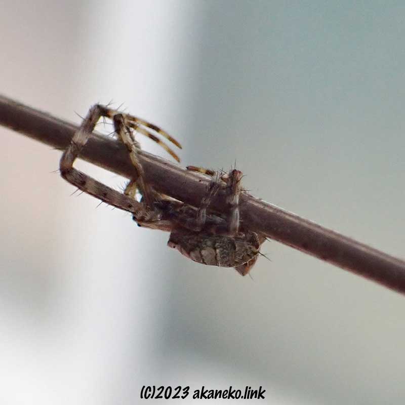 ワイヤーにしがみ付いて風をやり過ごす幼体のコガネグモ ：Argiope amoena
