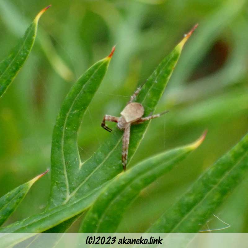 グレビレアの葉上のコガネグモの赤ちゃん
