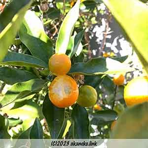 ヒヨドリがかじったキンカン