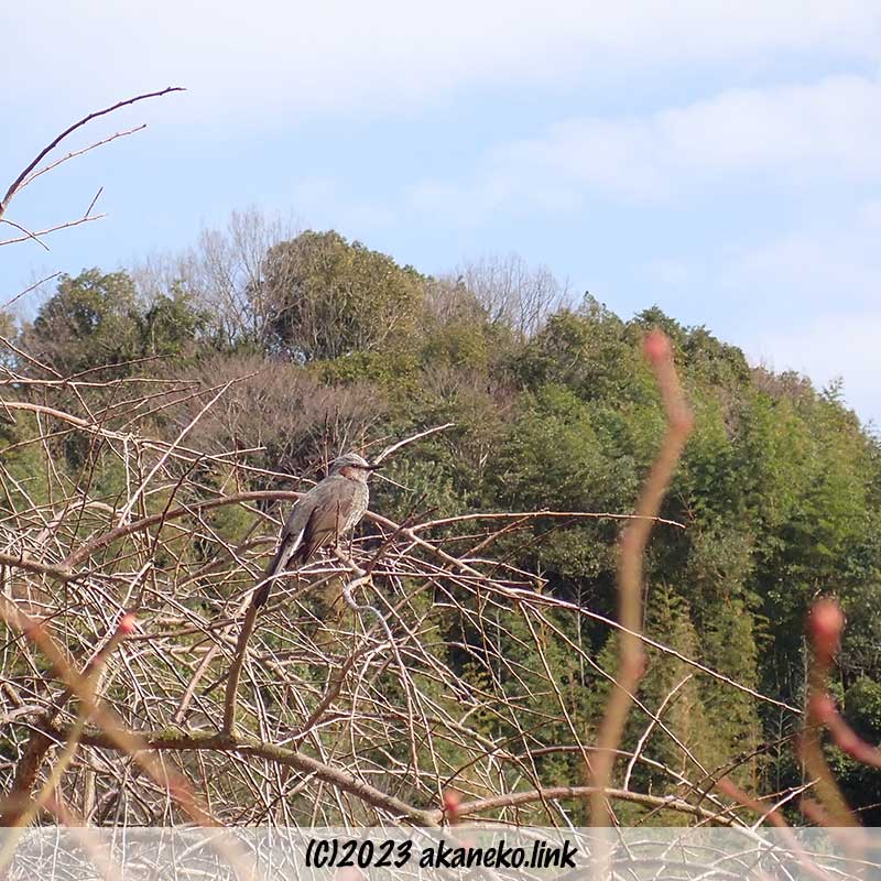 枝垂れ梅の枝先で見張り中のヒヨドリ