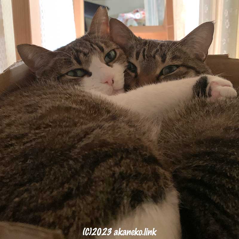 段ボールの中で抱き合うカメラ目線の2匹の猫