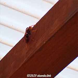 ウッドデッキの屋根にとまるアシナガバチ