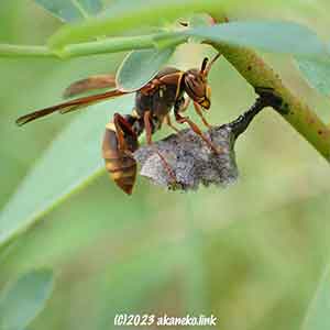 ブルーベリーで巣を作り始めたコアシナガバチ