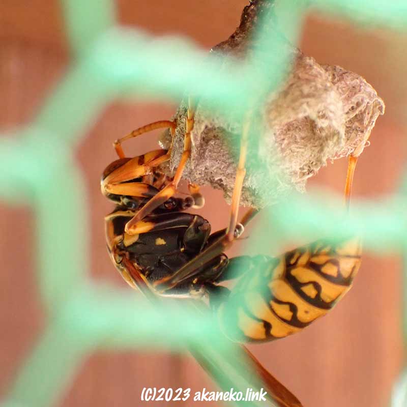 木の繊維をモグモグしながら巣を作るアシナガバチ
