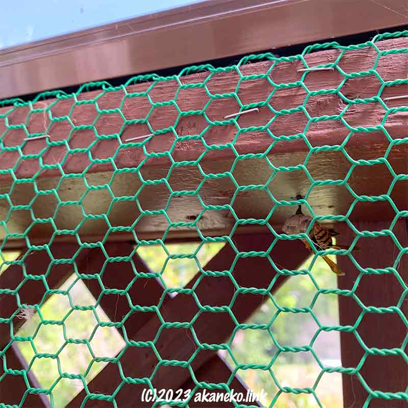 猫小屋の網の外で巣作りするアシナガバチ