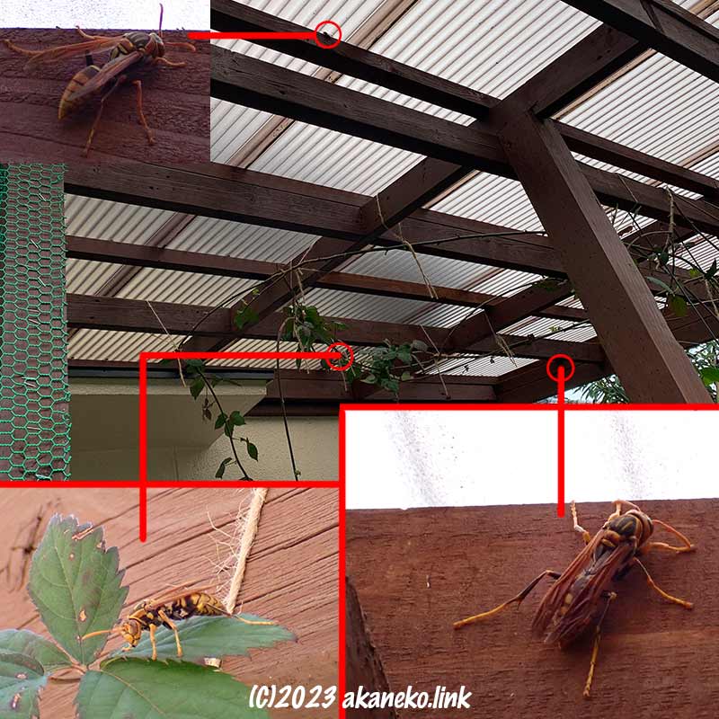 ウッドデッキの屋根下に3匹のアシナガバチ女王蜂