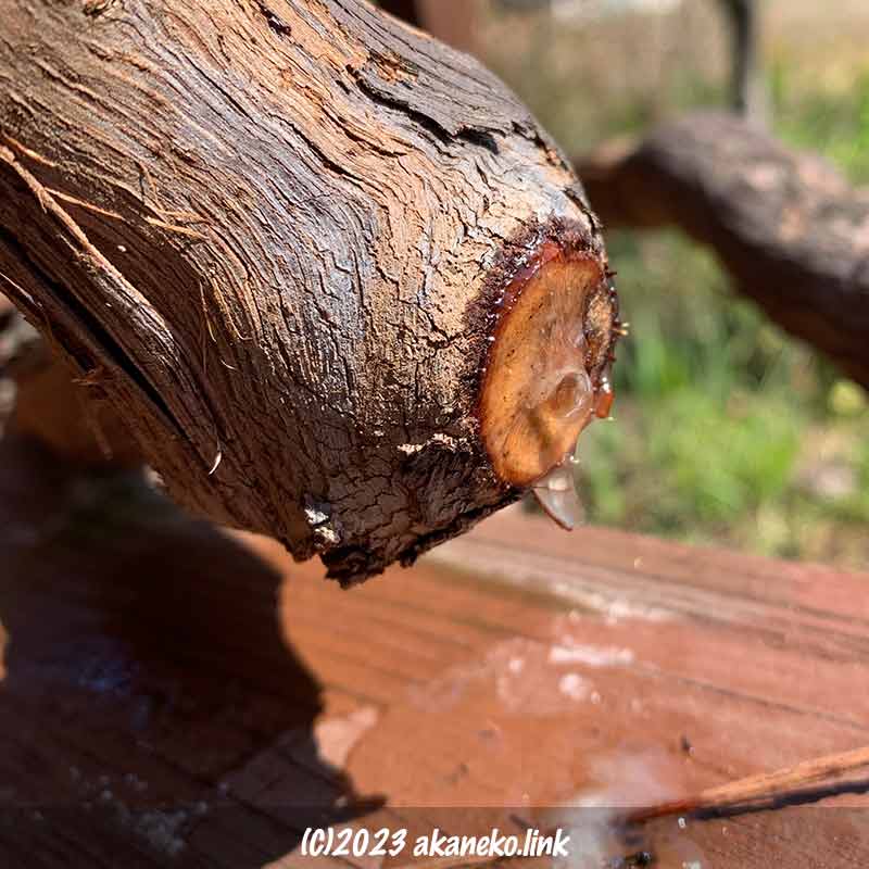 葡萄の太枝の切り口から樹液が滴る