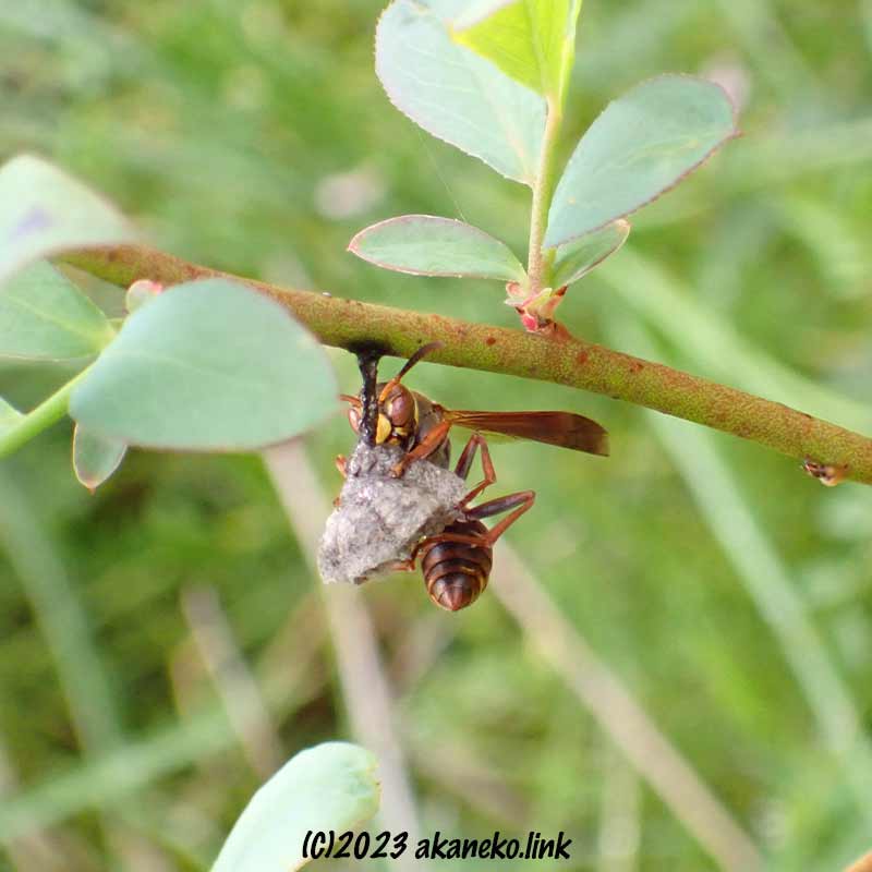 ブルーベリーで巣作りするコアシナガバチ女王蜂