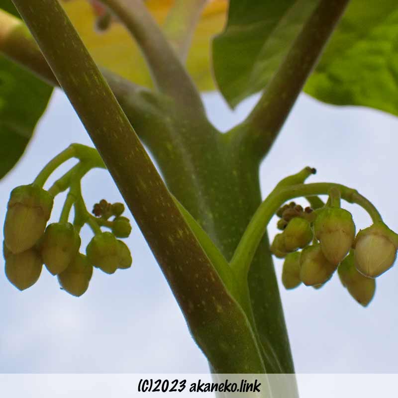タマリロ （ツリートマト）植えつけ一年目の冬の蕾