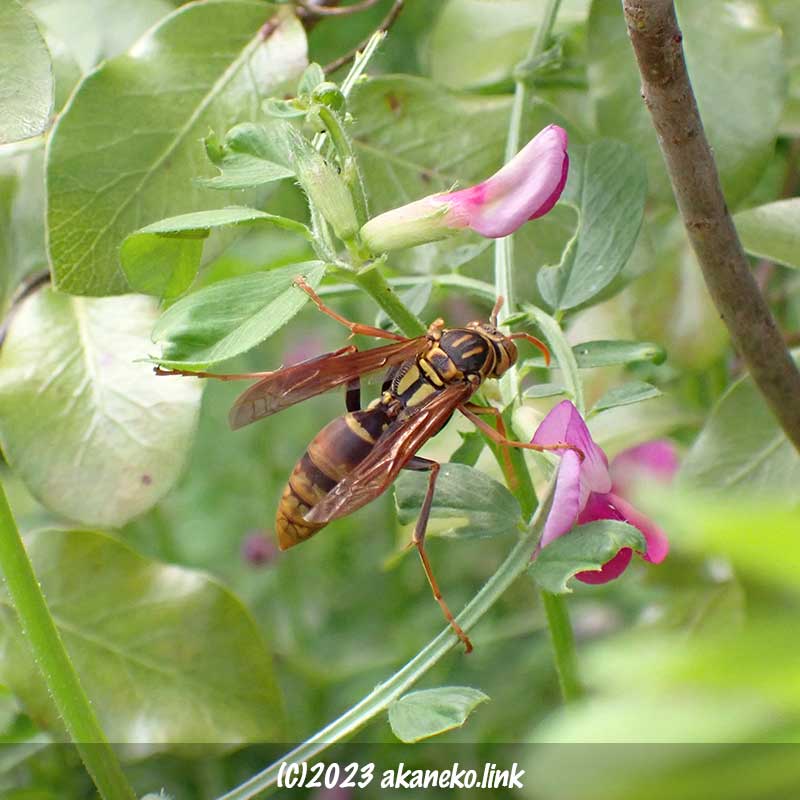 カラスノエンドウにやってきた3月のヤマトアシナガバチ