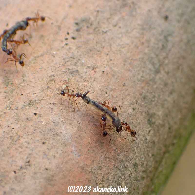 ボウフラを運ぶ蟻たち