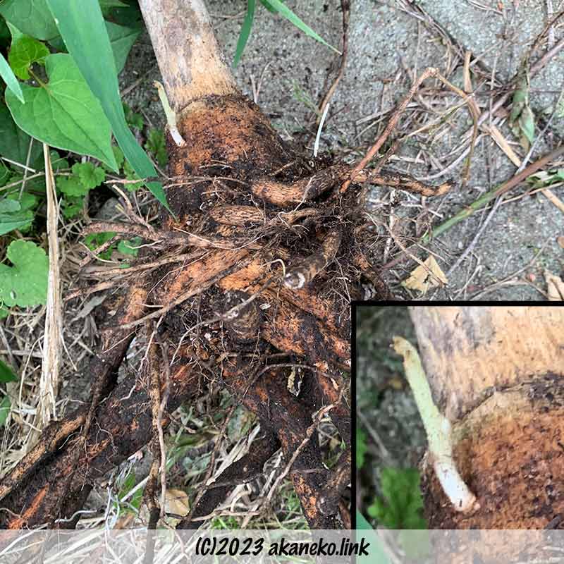 地上部が寒波で枯死したタマリロの根が生きていた。