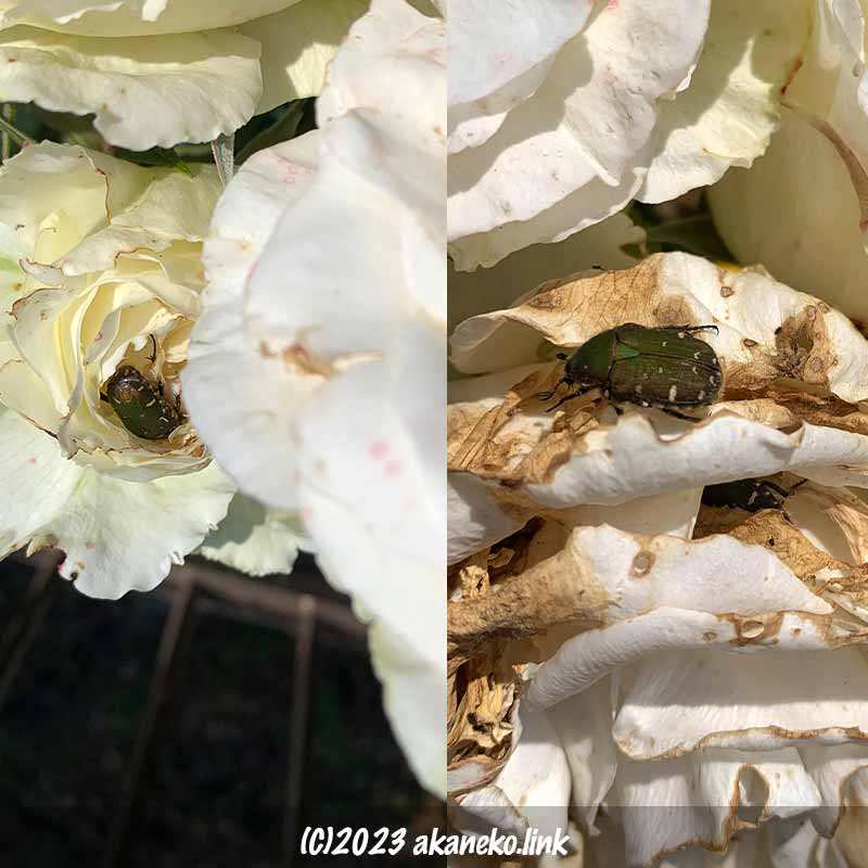 白薔薇の花の中に潜り込むコアオハナムグリ