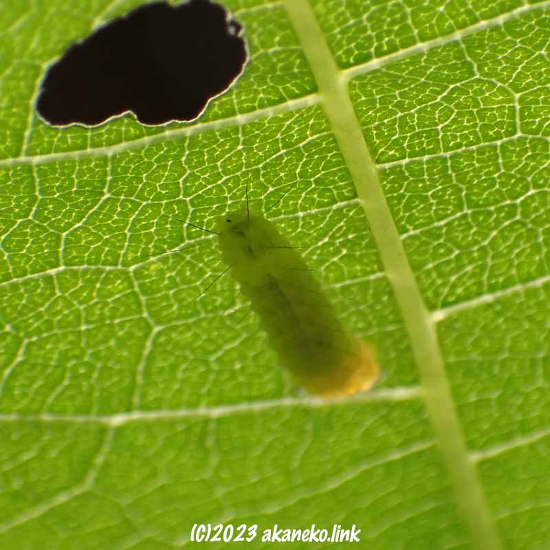 ウメスカシクロバの幼虫