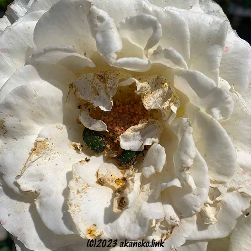 白薔薇の花粉を食べる2匹のコアオハナムグリ