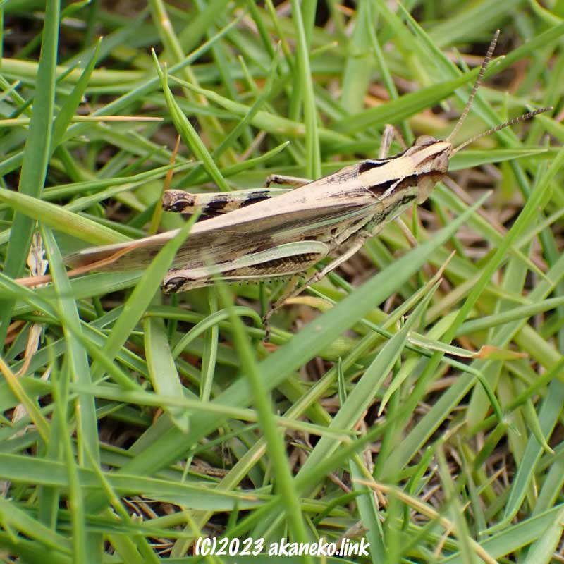 芝生の上のマダラバッタ褐色型成虫