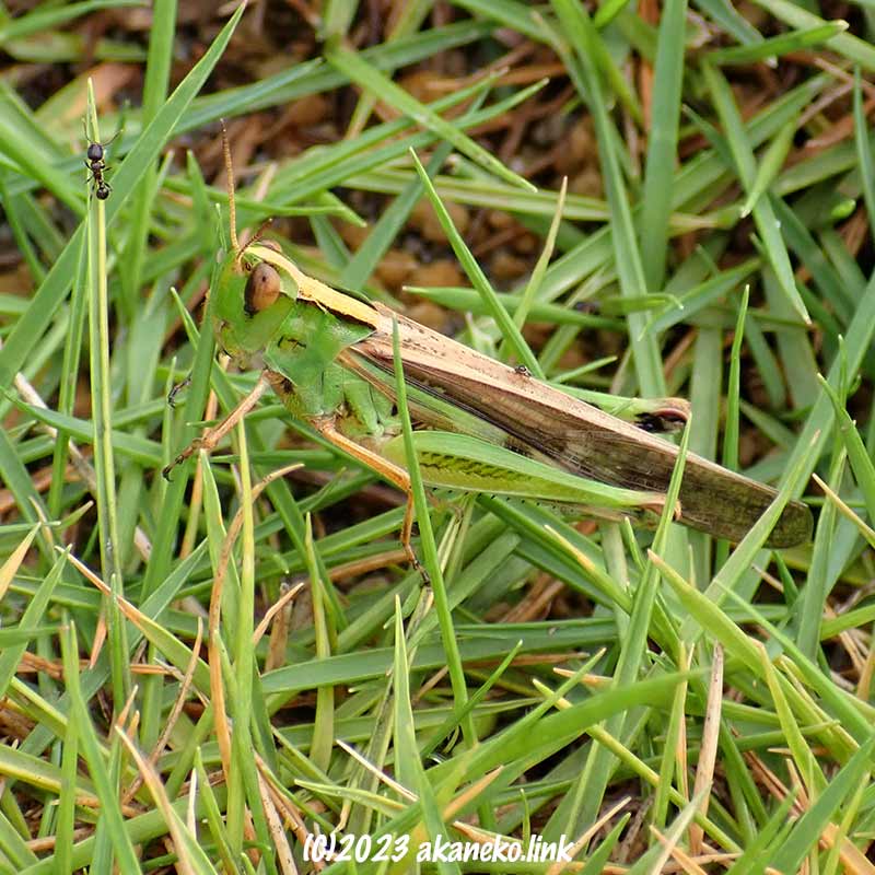 芝生の上のマダラバッタ緑色型成虫