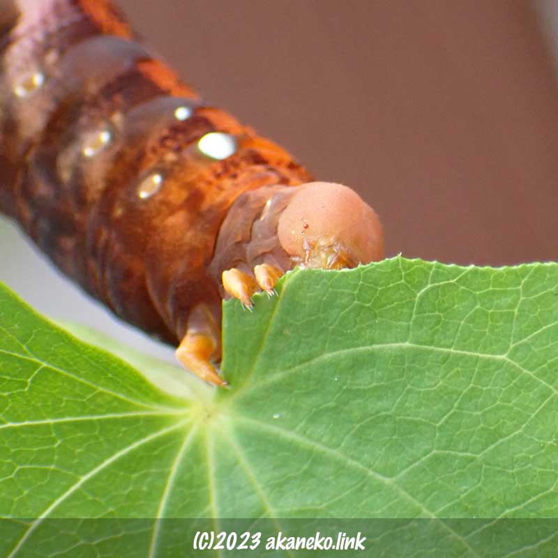 ヤマノイモの葉をかじるキイロスズメの幼虫