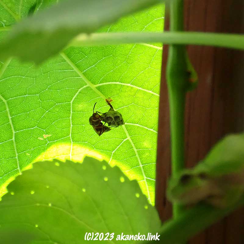 葡萄の葉裏のコアシナガバチの巣とニホンアマガエル