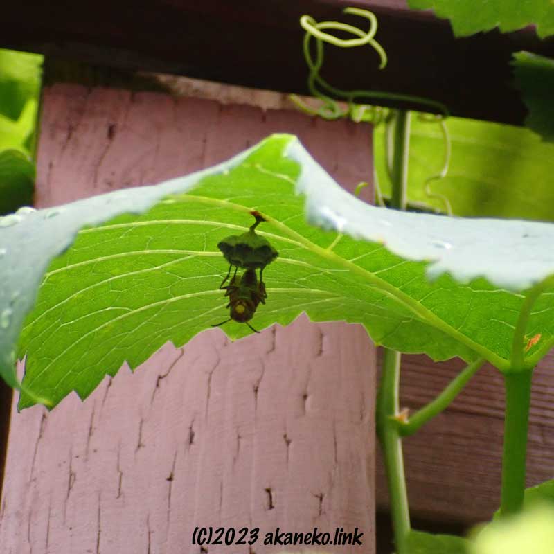 葡萄の葉裏のコアシナガバチの巣