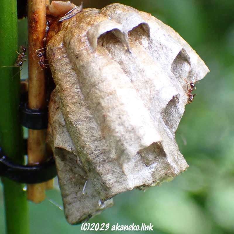 ヤマトアシナガバチの巣にアリがきた。