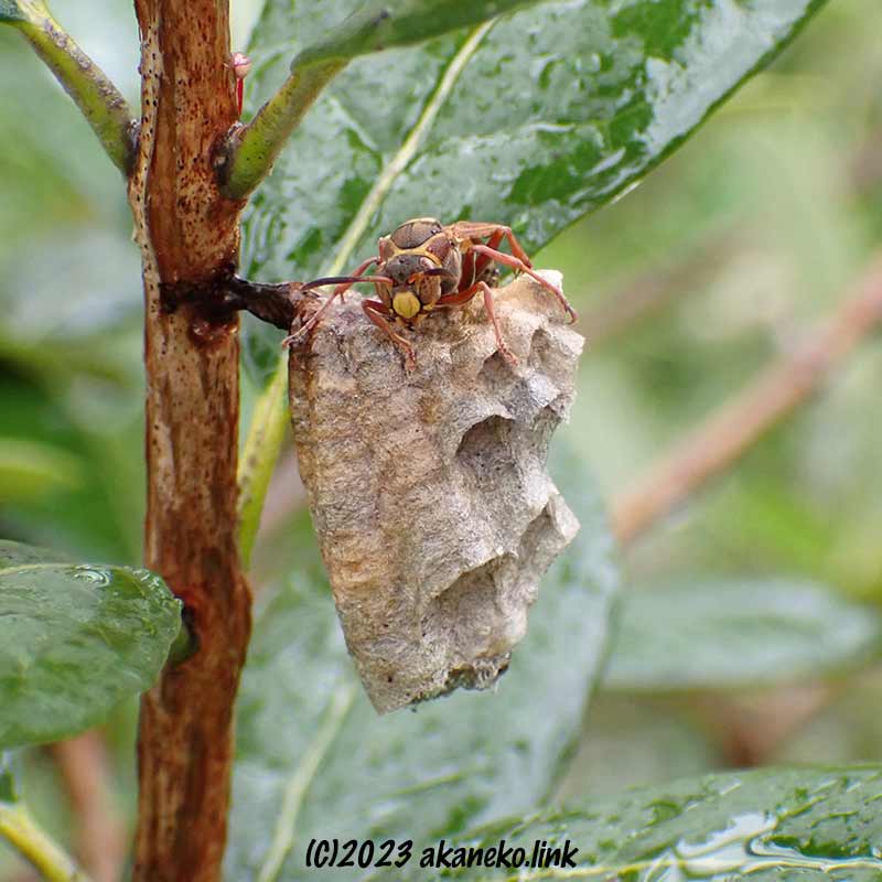 雨の中巣の上で頑張っているコアシナガバチの女王蜂