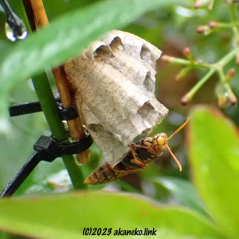 雨に濡れるヤマトアシナガバチの巣と女王蜂