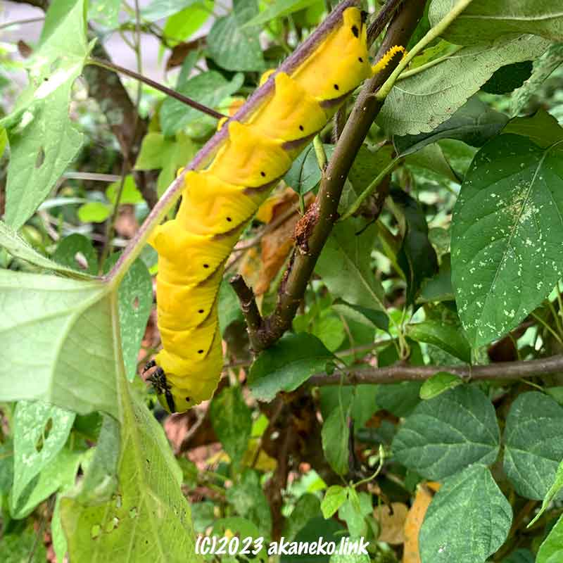 逆さになってアサガオの葉を食べる黄色い大きな芋虫（クロメンガタスズメの幼虫）