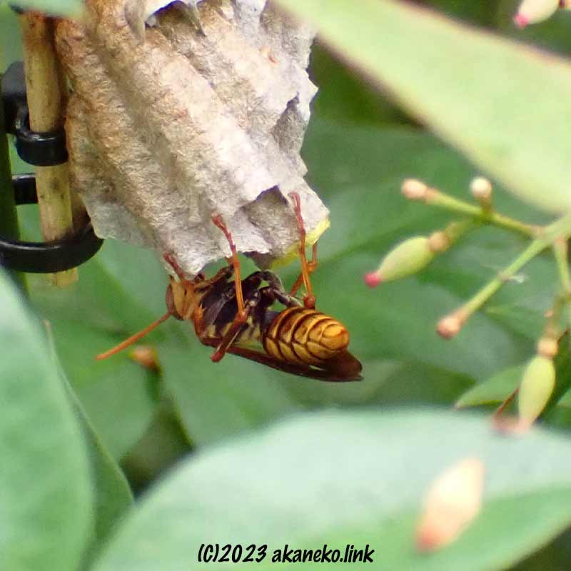 巣の世話をするヤマトアシナガバチの女王蜂