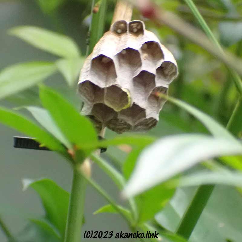 ヤマトアシナガバチの巣、繭キャップが外れている