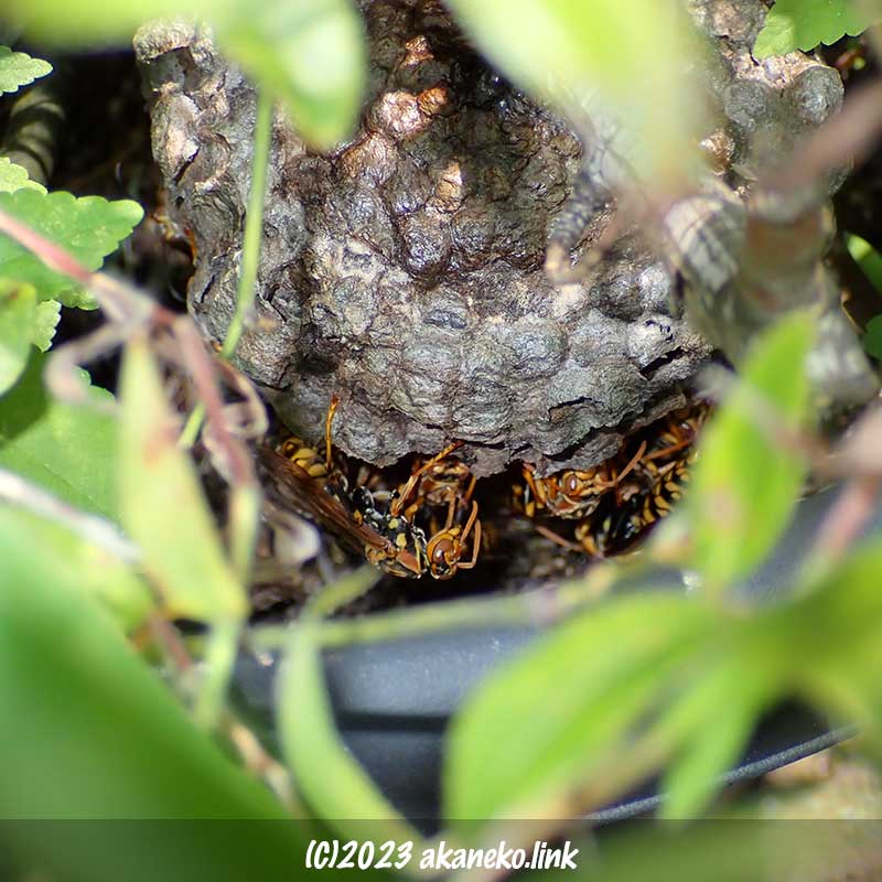 モッコウバラの鉢植えのアシナガバチの巣