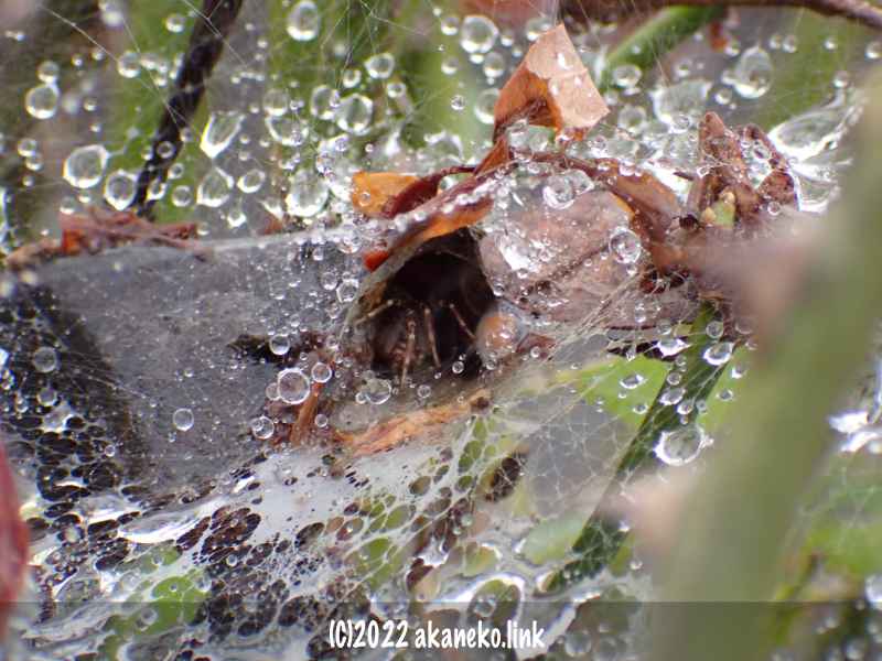枯葉で作った巣穴にいる雨の日のコクサグモ