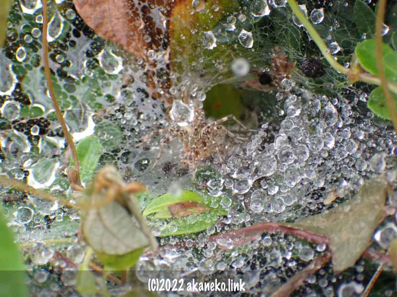 雨つぶがまとわりついたコクサグモの巣