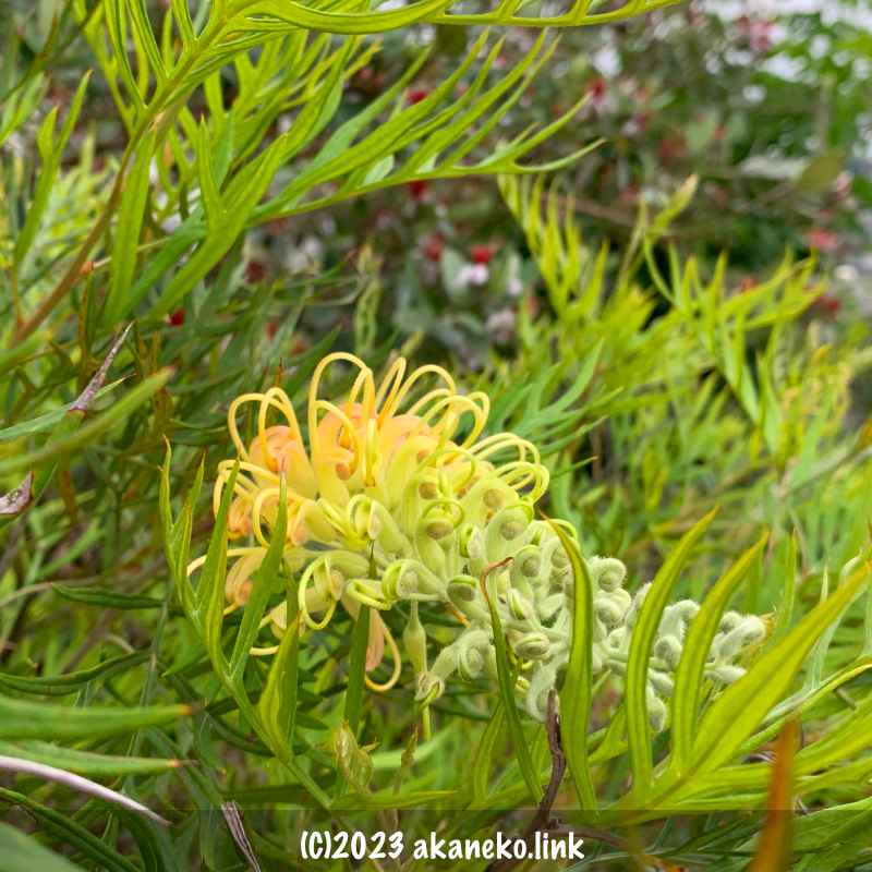 グレビレア（ピーチズアンドクリーム）の花