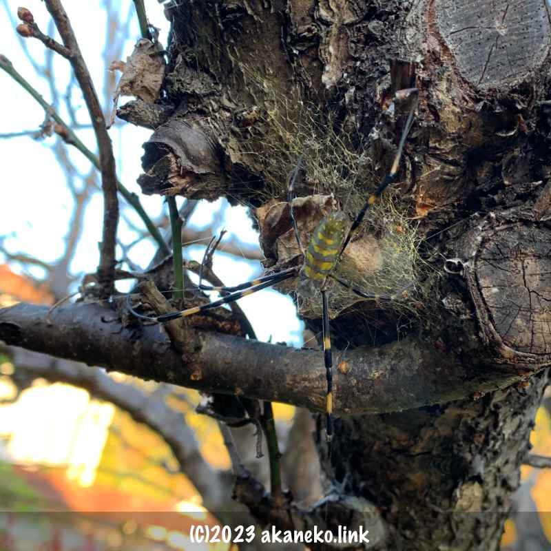 梅の幹に産みつけた卵を守るジョロウグモ