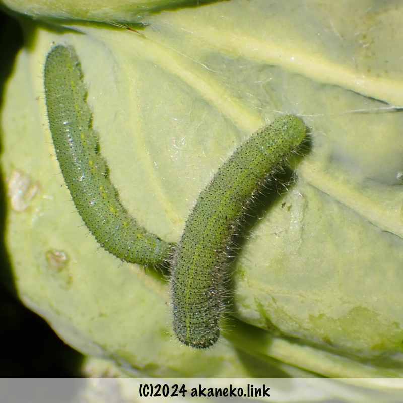 庭のキャベツに滞在中のモンシロチョウの芋虫