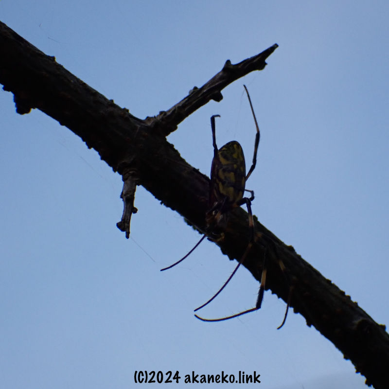巣を離れて枝に避難した女郎蜘蛛