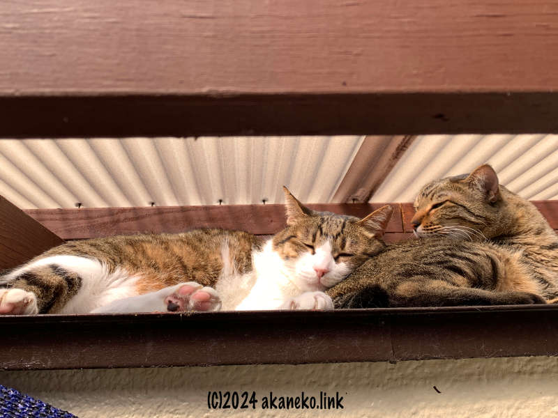 ウッドデッキ屋根と庇の隙間でくつろぐ猫２匹