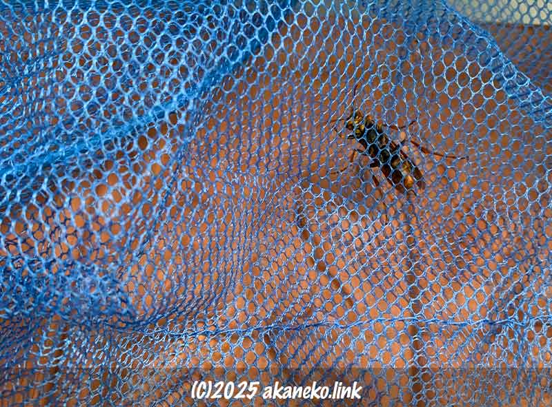 網に捉えられたヤマトアシナガバチの女王蜂(おそらく)