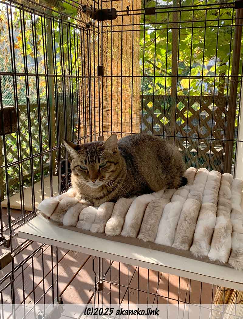 不機嫌顔のキジ猫