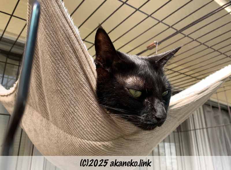ハンモック好きな黒猫