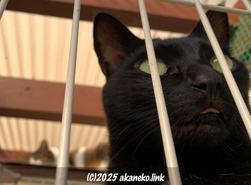 舌をしまい忘れた黒猫