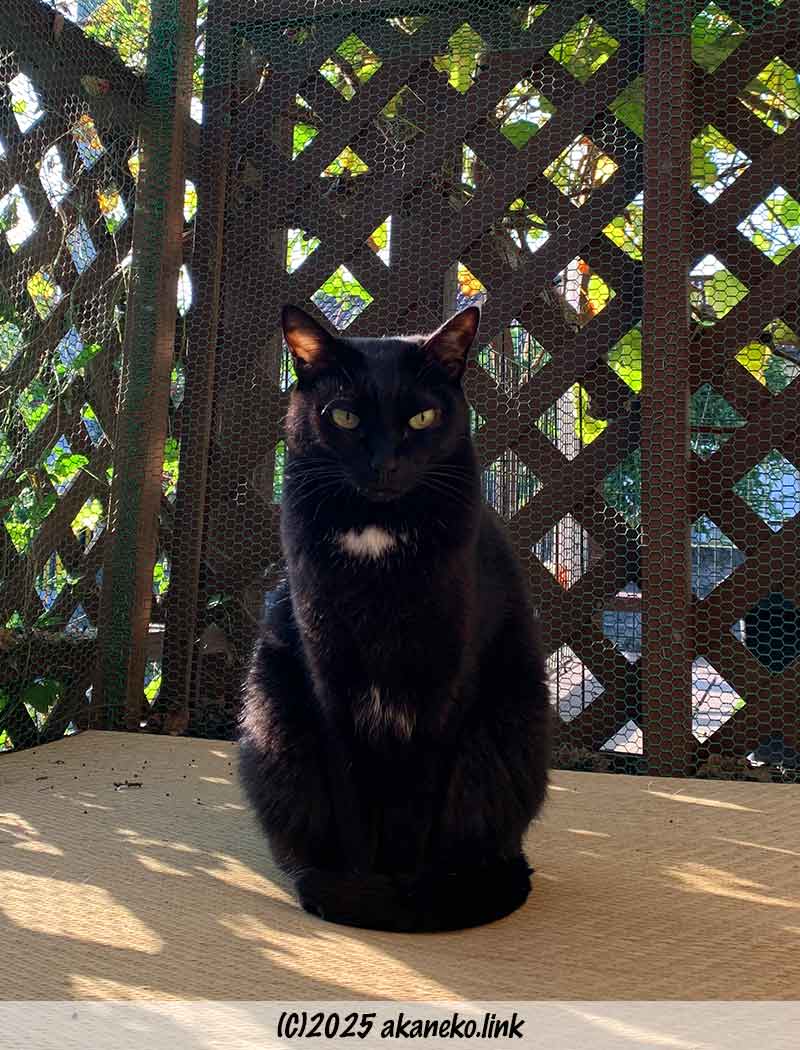 金網の前の黒猫