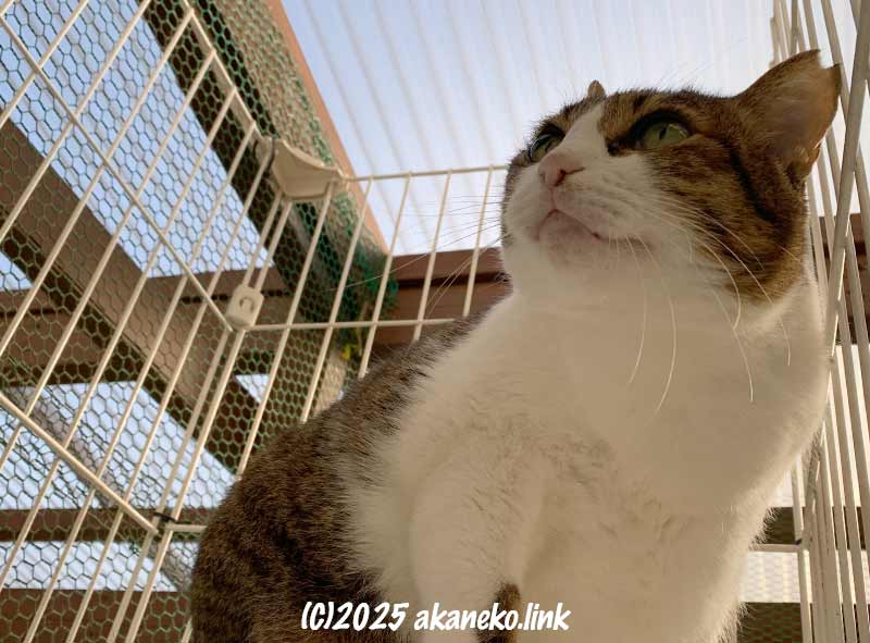 見上げるキジ猫