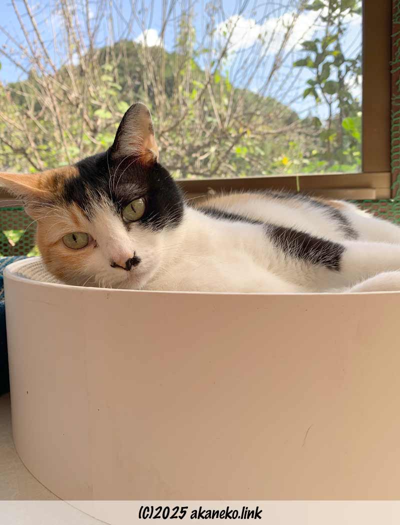 バリバリボウルは猫ベッド